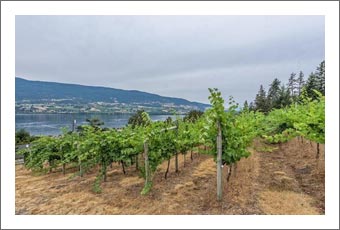 Boutique Vineyard For Sale w/ Lake View and Home