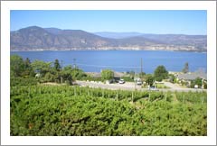Okanagan Valley Vineyard and Executive Home For Sale - Lake Views - Canada Wine Country Real Estate