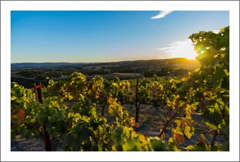 Paso Robles Vineyard For Sale - Westside / Willow Creek AVA Vineyard Property For Sale - Real Estate