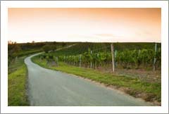 Washington Vineyard Auction - Land For Sale / Vineyard For Sale - Horse Heaven Hills AVA