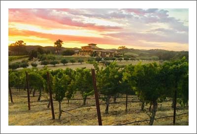 Westside Paso Robles Vineyard For Sale - Large Tuscan Style Luxury Home w/ Guest House For Sale - Vineyard Drive - Paso Robles Real Estate