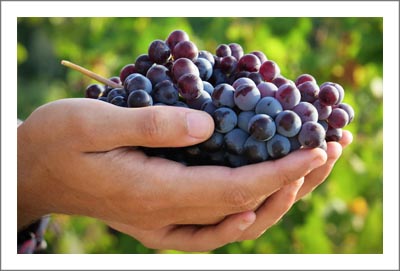California Vineyard For Sale - Livermore Valley Vineyard For Sale - Alameda County