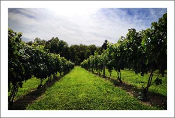 Hudson Valley Boutique Winery and Vineyard For Sale - New York Wine Country Real Estate - New York