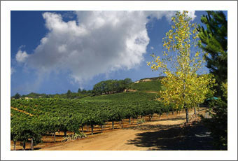 Sonoma County Winery & Vineyard For Sale - Sonoma County Wine Real Estate