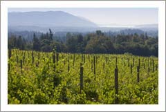 Vineyard For Sale - Charming Farmhouse For Sale - British Columbia, Canada