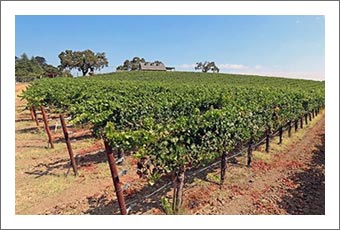Sonoma County Winery & Vineyard For Sale - Sonoma Wine Country Real Estate