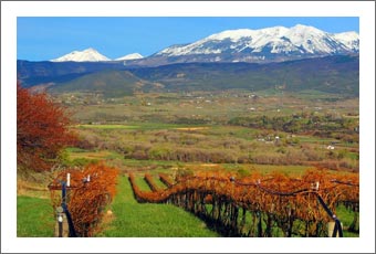 Colorado Luxury Home & Vineyard For Sale - Winery Potential - Colorado Wine Country Real Estate