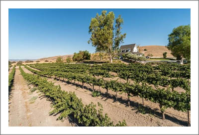 Premier Winery Potential Location - Sonoma County Vineyard For Sale - Sonoma County Wine Country Real Estate
