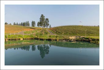 Vineyard For Sale - Premium Vineyard with Winery Potential in the Sierra Foothills Wine Country