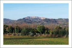 Winery For Sale - Tuscany Winery, Vineyard, Estate, and Olive Grove For Sale - Italy - Italian Wine Country