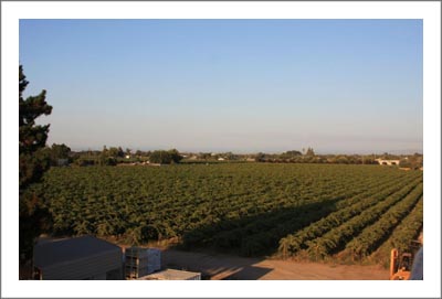 Northern California Winery & Vineyard For Sale - Lodi - Old Vine Zin