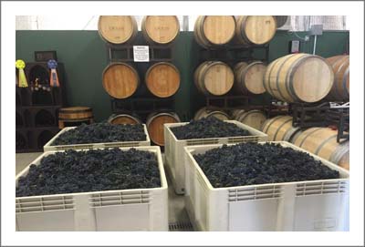 San Diego County Wine Country Home & Vineyard For Sale - San Diego Wine Country Real Estate