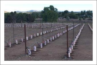 Arizona Farm Store and Vineyard For Sale - Event Venue Potential - 190 Acres