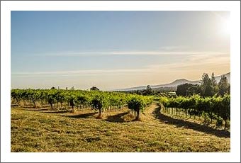 Vineyard Land For Sale -