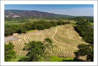 Sonoma County Estate Vineyard For Sale - Historical Property - Farmhouse / Sonoma County Craftsman Home For Sale