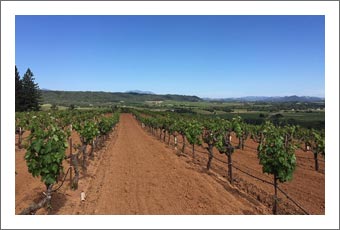 Sonoma County Vineyard For Sale - Large Vineyard 70 Acres Planted - Dry Creek Valley Real Estate