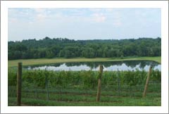 Virginia Vineyard For Sale - 3 Acre Lake - 73 Acres - Real Estate
