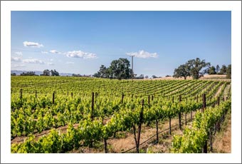 vineyard grove olive paso robles breakfast bed vinesmart central ava acres acre cottage