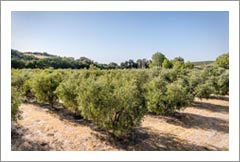 Paso Robles AVA Olive Orchard / Grove For Sale - Two Home - Wine Country Real Estate