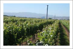 Vineyard For Sale - New Zealand Vineyard For Sale - Lifestyle Property - Martinborough, NZ - NZ Wine Country
