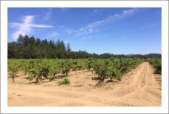 Sonoma County Vineyard For Sale - Dry Creek Valley Zinfandel Vineyard