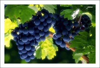 Temecula Valley Winery & Vineyard For Sale - Wine Cave Real Estate
