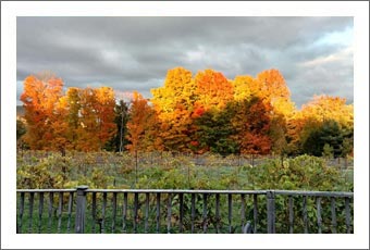 Hudson Valley Boutique Winery and Vineyard For Sale - New York Wine Country Real Estate - New York