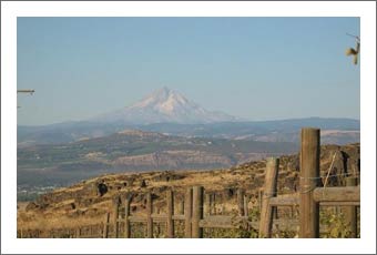 Washington Vineyard For Sale - Klickitat County Real Estate