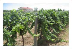 Colorado Vineyard and Tasting Room For Sale - Living Quarters - Winery Potential
