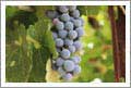 Wineries For Sale - Paso Robles Winery, Vineyard, and Bed and Breakfast For Sale - Paso Robles, California - Wine Real Estate