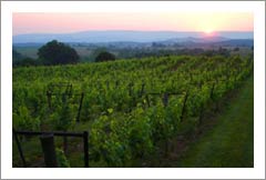 Virginia Winery, Vineyard, and Home For Sale - Virginia Wine Real Estate
