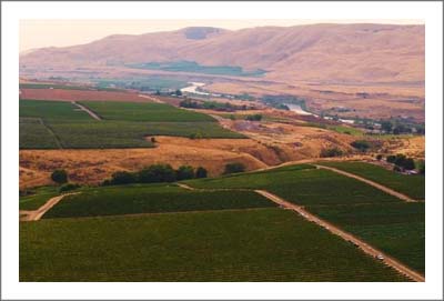 Washington Vineyard For Sale - Cabernet Sauvignon, Merlot, Cabernet Franc, Syrah, Grenache and Mourvedre with a small amount of Rhone whites like Grenache Blanc, Marsanne, Roussanne, Viognier, Clairette and Picpoul Vineyard For Sale