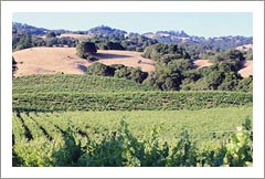 North Coast AVA Vineyard, Tasting Room, Wine Brand and Business For Sale - North Coast Wine Country Real Estate