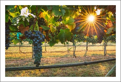 Texas Hill Country Winery and Vineyard For Sale - Texas Hill Country AVA