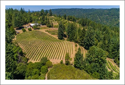 Mendocino Vineyard For Sale - Anderson Valley AVA Winery For Sale - Wine Country Real Estate