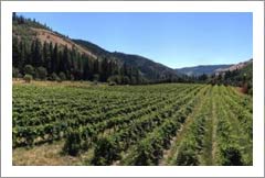 Colubmia Gorge Vineyard For Sale - Washingon Land and Home - Klickitat River Frontage
