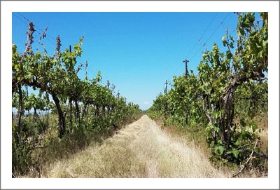Oregon Vineyard For Sale - Milton Freewater AVA - Umatilla County, Oregon Real Estate