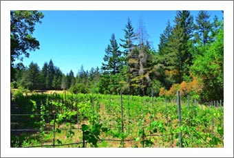 Santa Clara County Winery & Vineyard For Sale