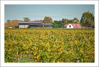New Zealand Winery & Vineyard For Sale - Wine Country Home