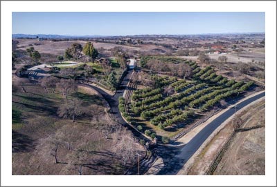 Olive Grove / Orchard For Sale - Paso Robles AVA Olive Grove For Sale - Creston Real Estate