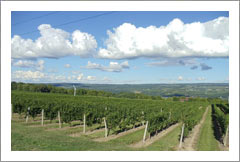 Dundee Vineyard and Barn For Sale - Finger Lakes Wine Country Real Estate - Seneca Lake
