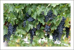 New Zealand Vineyard For Sale - Gimblett Gravels - New Zealand Wine Country