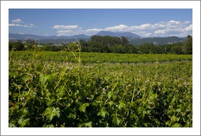 Russian River Valley Winery & Vineyard For Sale - Sonoma County Winery For Sale