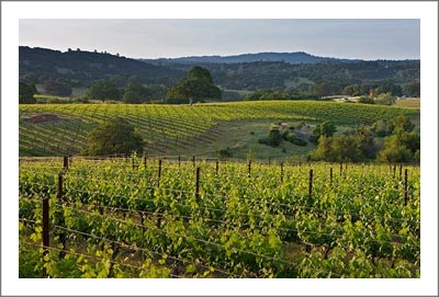 Sierra Foothills Winery & Vineyard For Sale - Event Venue & Two Homes - Sierra Foothills Real Estate