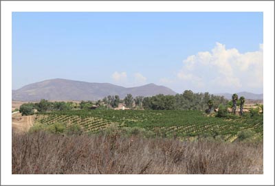Temecula Valley Land For Sale - Development Potential / Vineyard Potential