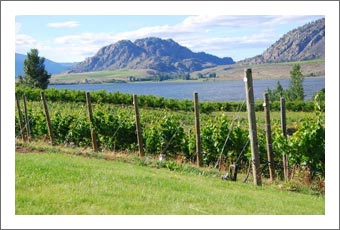 Vineyard For Sale - Estate Home with Hillside Vineyard For Sale - Okanagan Valley, BC Real Estate