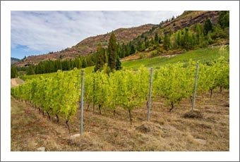 Winery For Sale - British Columbia Winery and Vineyard For Sale