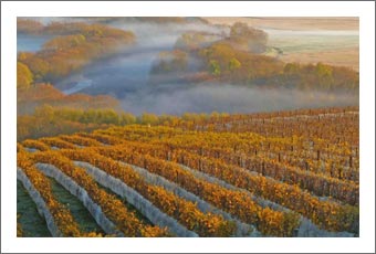 New Zealand Winery For Sale - Winery, Vineyard / Farm and Home For Sale in New Zealand