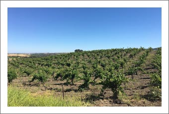 Paso Robles AVA Vineyard and Home For Sale w/ Winemaking Facility - Paso Robles Real Estate