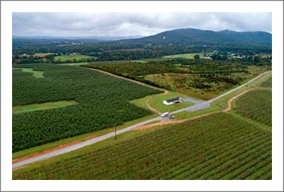 Apple Orchard For Sale - Virginia Apple Orchard For Sale - Auction